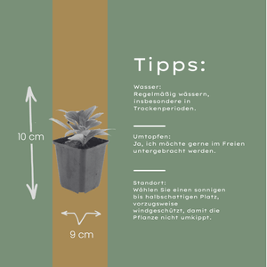 Livraison plante Aster frikarti