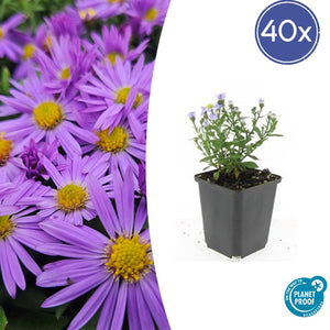 Livraison plante Aster nain d'automne 'Prof. Anton Kippenberg'