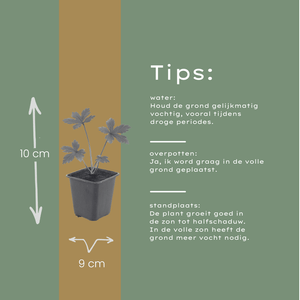 Livraison plante Astrance major