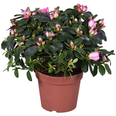 Livraison plante Azalée Helmutt Vogel d14cm - plante fleurie