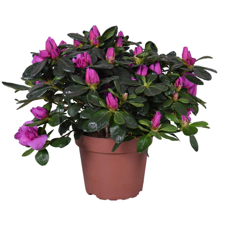 Livraison plante Azalée Renato d13cm h27cm