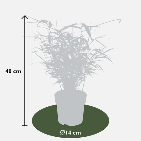 Livraison plante Bambou - Fargesia Rufa - ↨40cm - Ø14 - plante d'extérieur