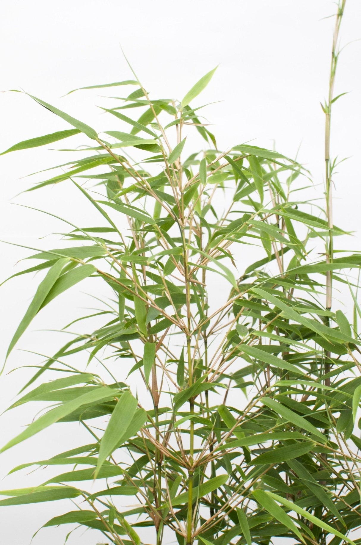 Livraison plante Bambou - Fargesia Rufa - ↨60cm - Ø19 - plante d'extérieur