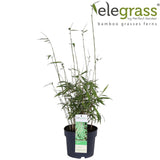 Livraison plante Bambou - Fargesia Rufa - ↨60cm - Ø19 - plante d'extérieur