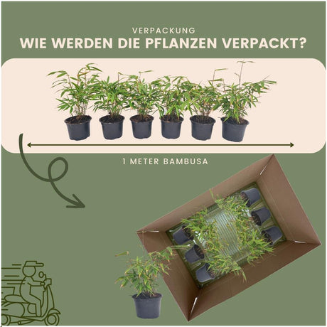 Livraison plante Bambou Fargesia Rufa - Lot de 6