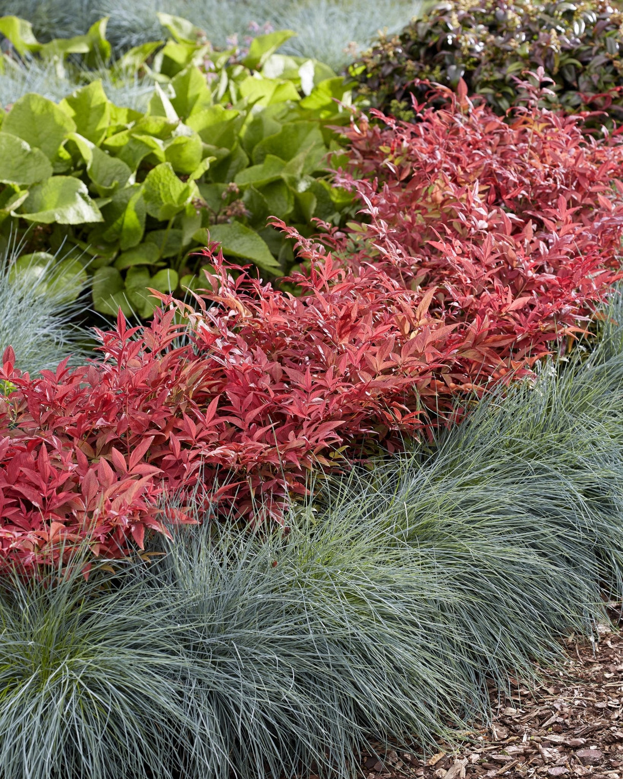 Livraison plante Bambou sacré - ↨10cm - Ø13cm - plante d'extérieur