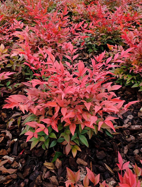 Livraison plante Bambou sacré - ↨10cm - Ø13cm - plante d'extérieur