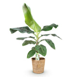 Livraison plante Bananier Cavendish et panier H70 cm
