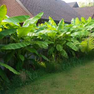 Livraison plante Bananier Musa Basjoo – Lot de 4 – Pot 17 cm – Hauteur 40 cm