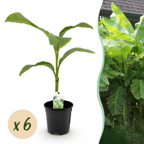 Livraison plante Bananier Musa Basjoo - Lot de 6 - Pot 17 cm - Hauteur 40 cm