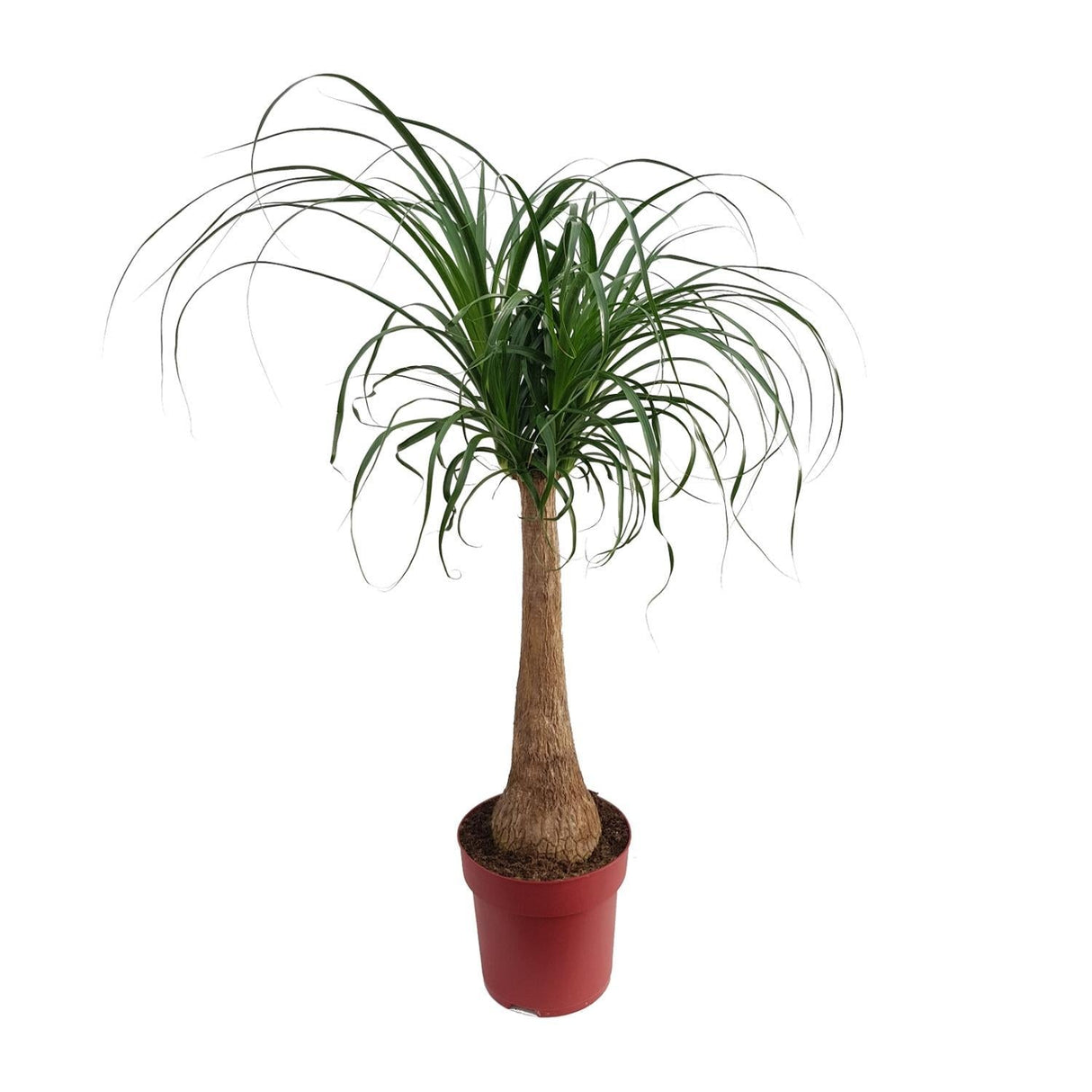 Livraison plante Beaucarnea Maya Palm