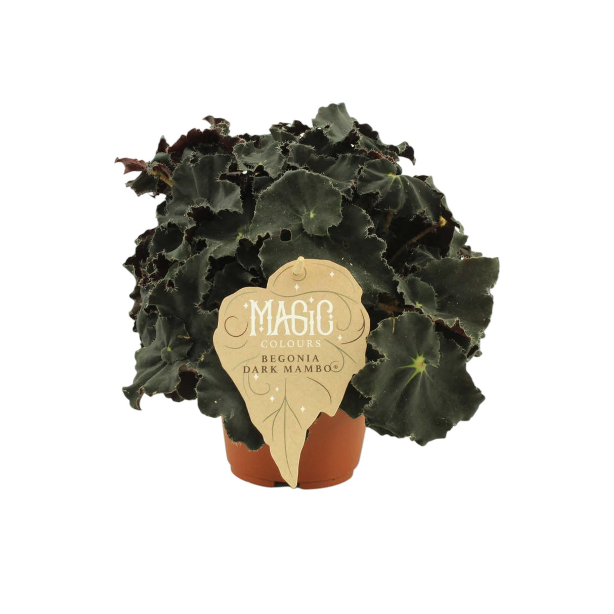 Livraison plante Begonia Rex 'Dark Mambo'