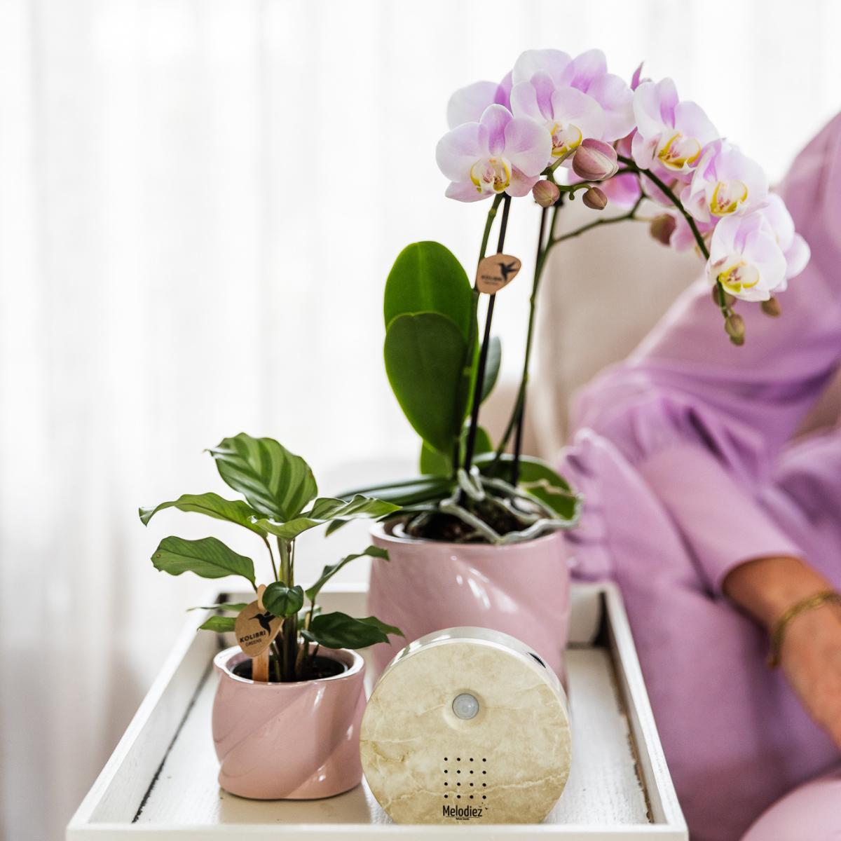 Livraison plante Boîte Mélodieuse - Son Naturel