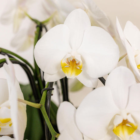 Livraison plante Bouquet d'orchidées blanches en panier avec réservoir d'eau