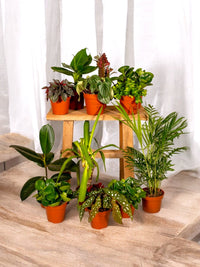 Coffret - Plantes surprises dépolluantes