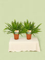 Livraison plante Box - 2 Nephrolepis krulvaren