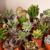 Livraison plante Box 20 baby cactus & succulentes - 10cm - Ø5,5