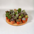 Livraison plante Box 20 baby cactus & succulentes - 10cm - Ø5,5