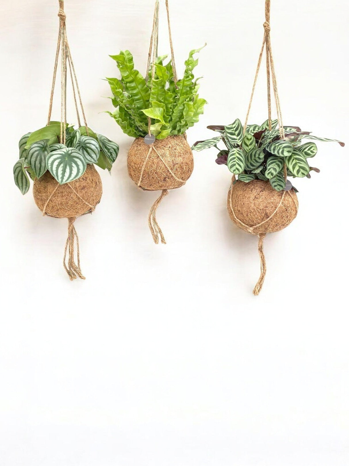 Livraison plante Box - 3 kokodama jungle