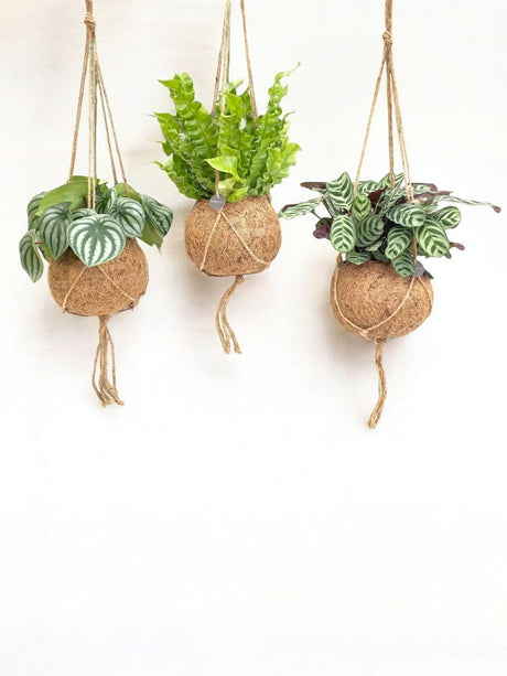 Livraison plante Box - 3 kokodama jungle