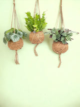 Livraison plante Box - 3 kokodama jungle