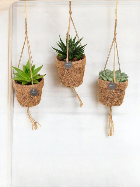 Livraison plante Box - 3 kokodama Succulente