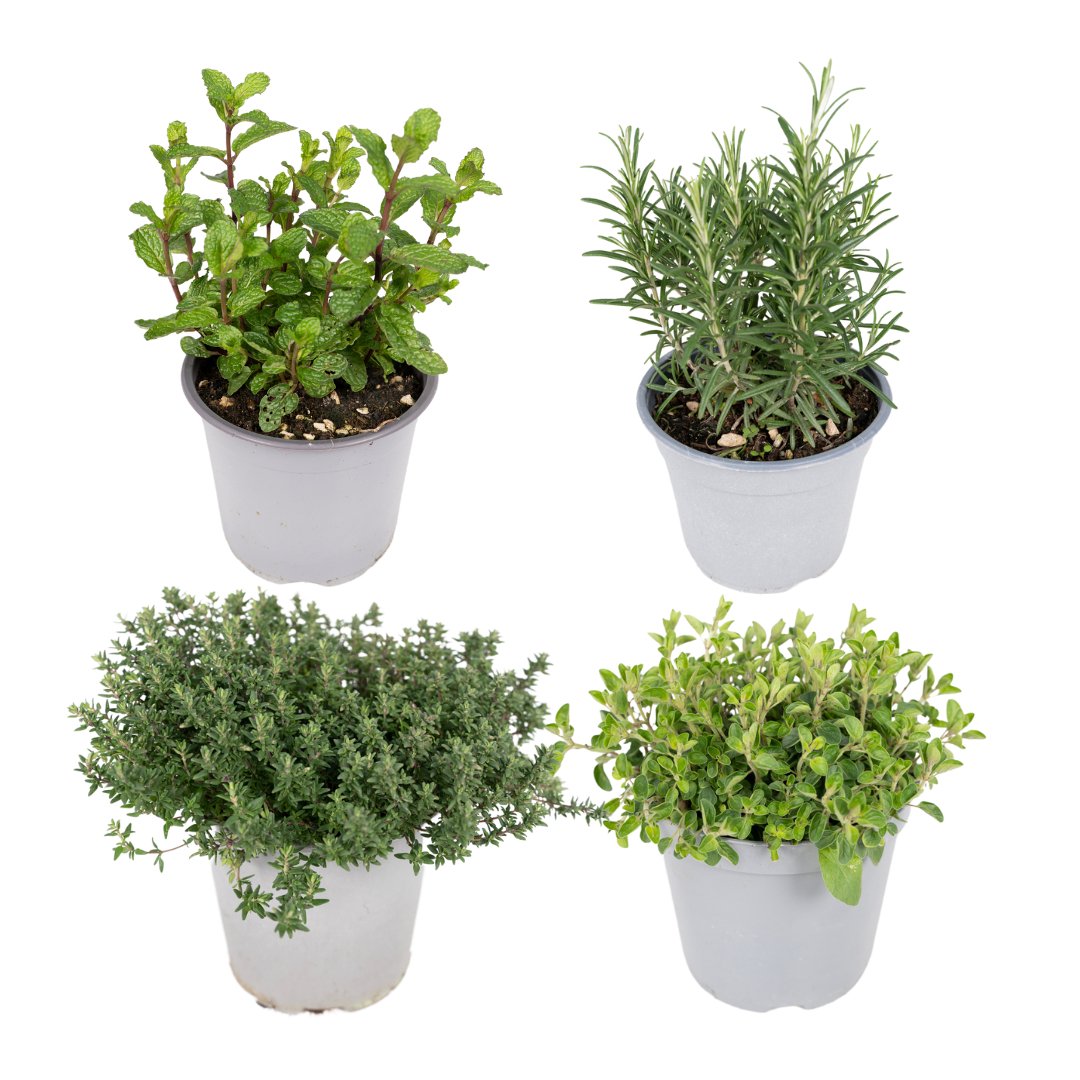 Livraison plante Box - 4 herbes aromatiques