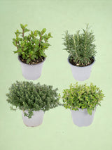 Livraison plante Box - 4 herbes aromatiques