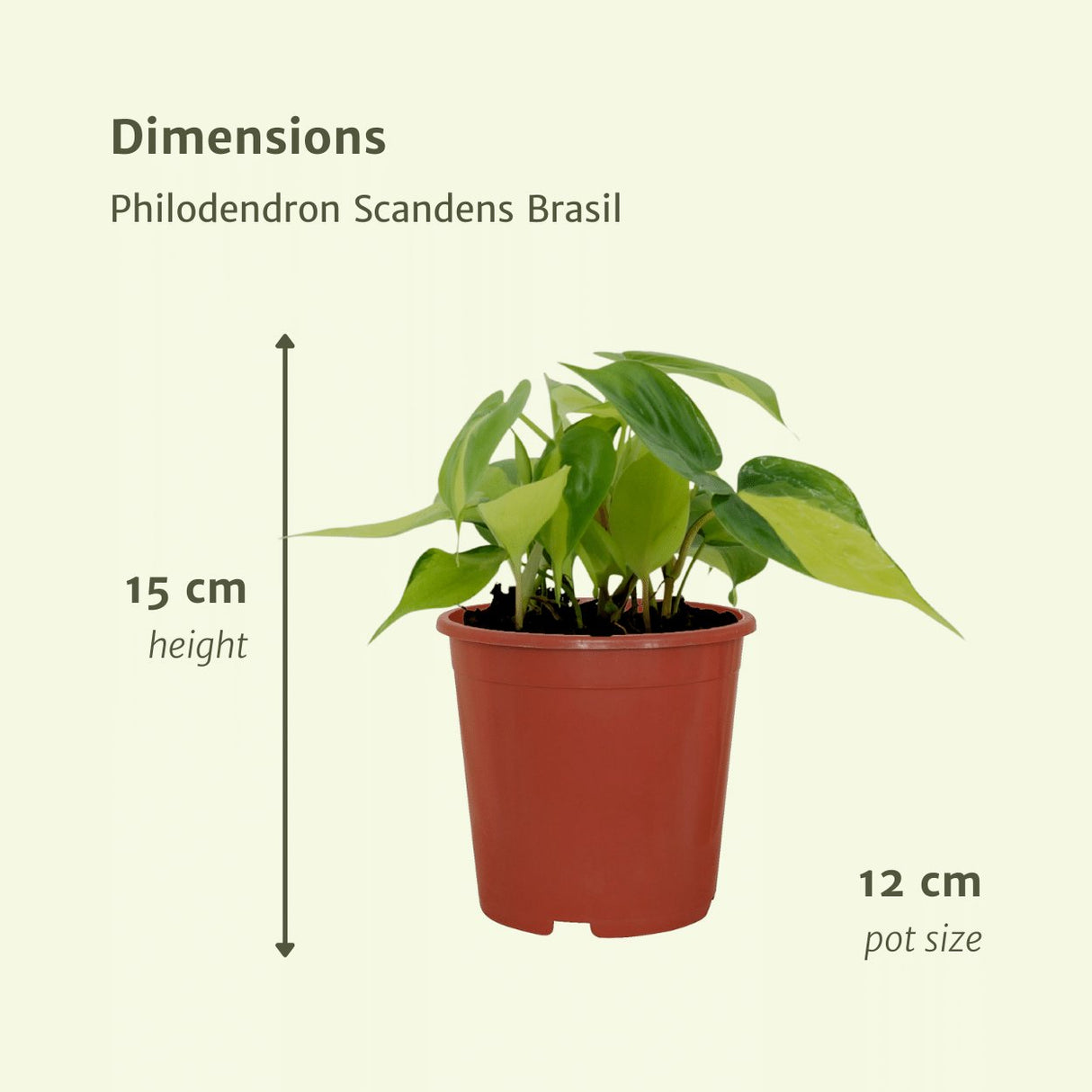 Livraison plante Box - 4 Philodendron Scandens Brasil