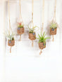 Livraison plante Box - 5 kokodama Tillandsia