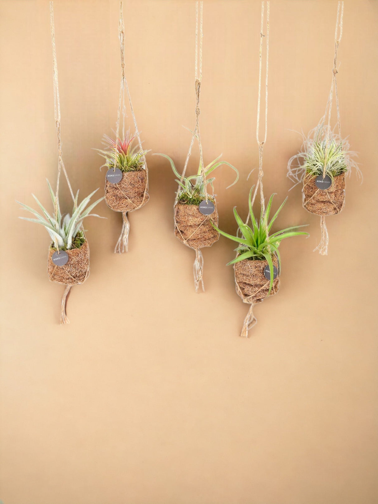 Livraison plante Box - 5 kokodama Tillandsia