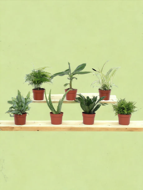 Livraison plante Box - 7 petites plantes d'intérieur incontournables