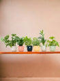 Livraison plante Box surprise 6 plantes+ Cache - Pot