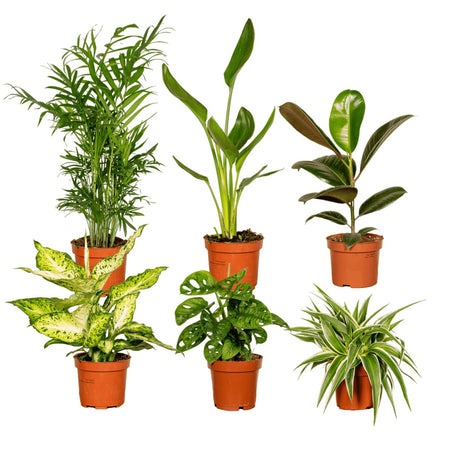 Livraison plante Box surprise - 6 plantes purificatrices d'air