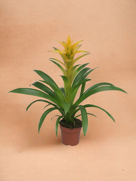 Livraison plante Bromelia Guzmania Desire