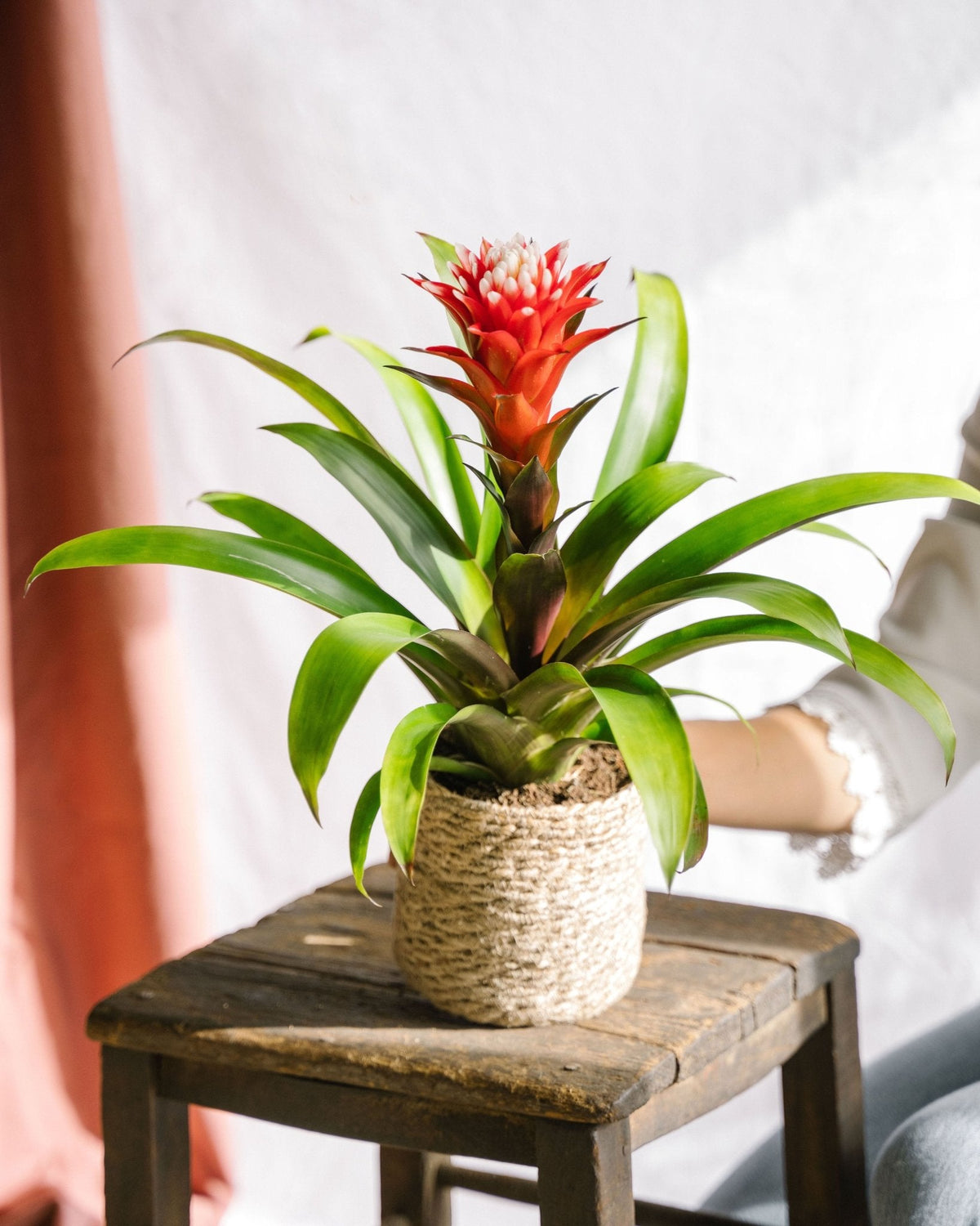 Bromelia Hope – pflegeleichte und farbenfrohe exotische Pflanze