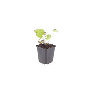Livraison plante Brunnera Jack frost