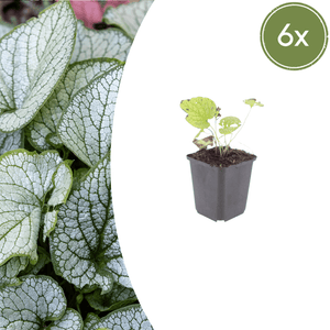 Livraison plante Brunnera Jack frost