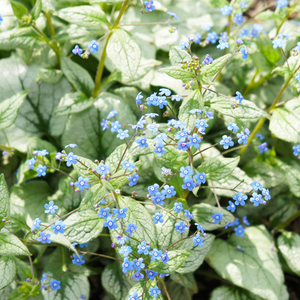 Livraison plante Brunnera Jack frost
