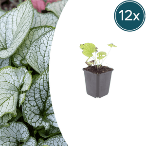 Livraison plante Brunnera Jack frost