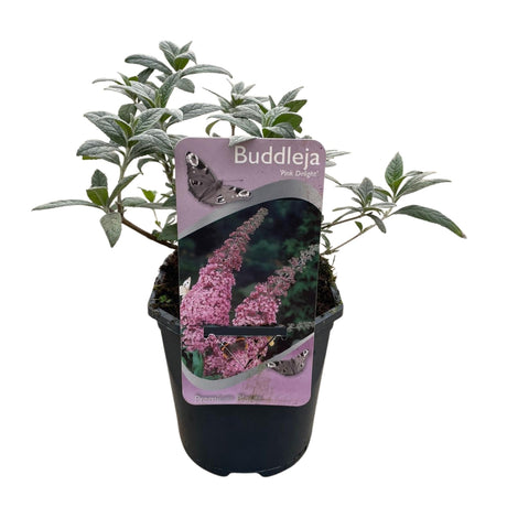 Livraison plante Buddleja davidii Pink Delight – Pot 17 cm – Hauteur 25 cm