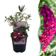 Livraison plante Buddleja davidii Royal Red – Pot 17 cm – Hauteur 25 cm