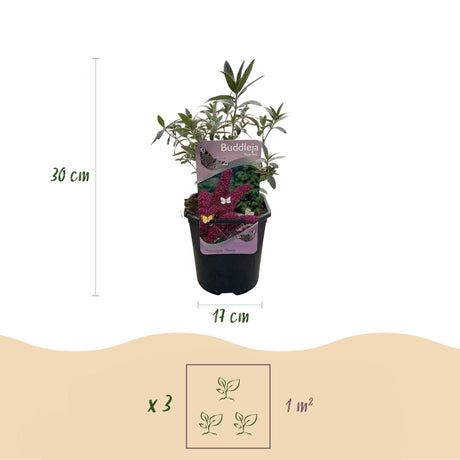 Livraison plante Buddleja davidii Royal Red – Pot 17 cm – Hauteur 25 cm