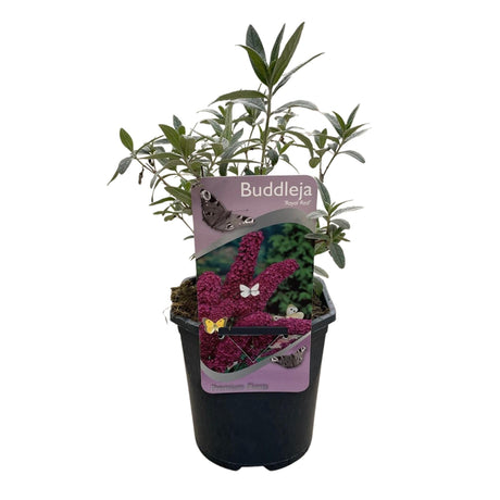 Livraison plante Buddleja davidii Royal Red – Pot 17 cm – Hauteur 25 cm