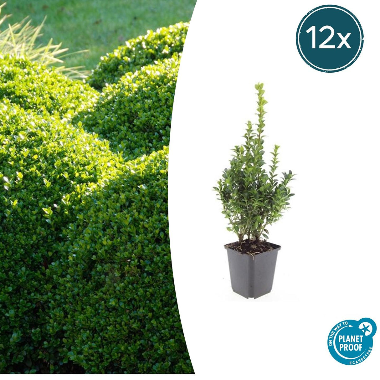 Livraison plante Buis buxus Sempervirens