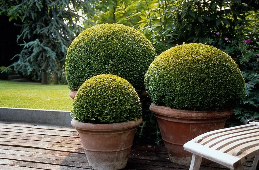 Gewöhnlicher Buchsbaum (Buxus sempervirens) 'Sempervirens'