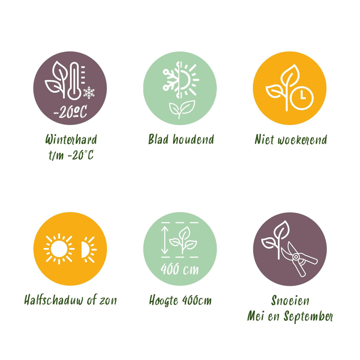 Livraison plante Buis Sempervirens – Lot de 6 – Pot 17 cm – Hauteur 45 cm