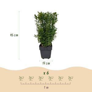 Livraison plante Buis Sempervirens – Lot de 6 – Pot 17 cm – Hauteur 45 cm
