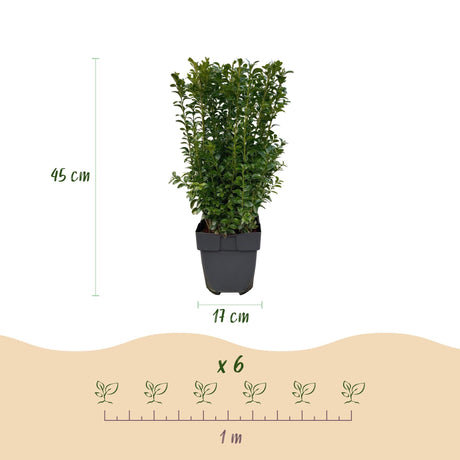Livraison plante Buis Sempervirens – Lot de 6 – Pot 17 cm – Hauteur 45 cm