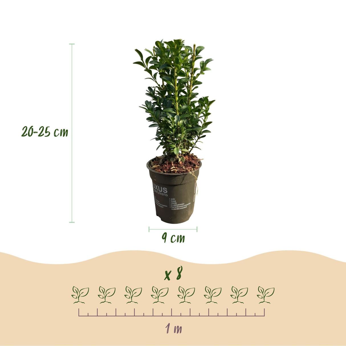 Livraison plante Buis sempervirens – Lot de 8 – Pot 9 cm – Hauteur 20 - 25 cm